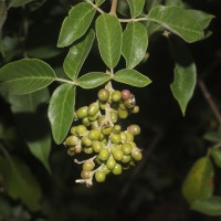 Vitex trifolia subsp. trifolia